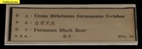 臺灣黑熊藏品圖，第20張